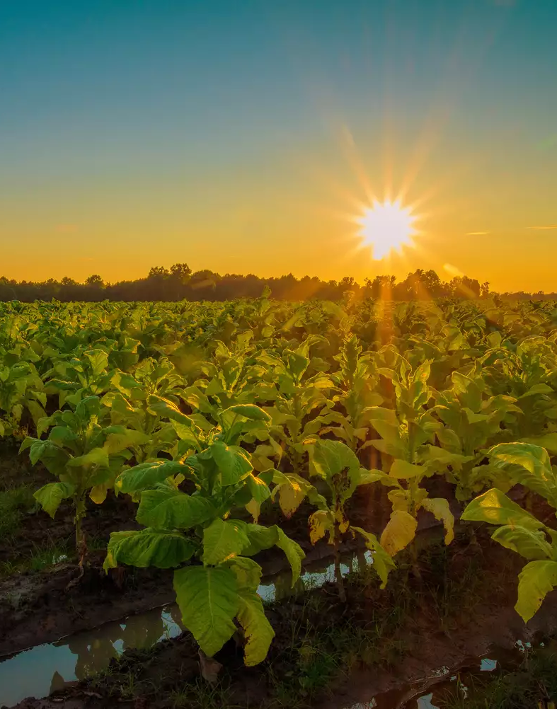 Hướng đến nông nghiệp xanh