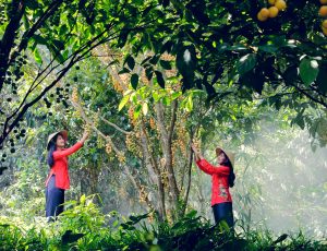 thu-mua-che-bien-nong-san-01